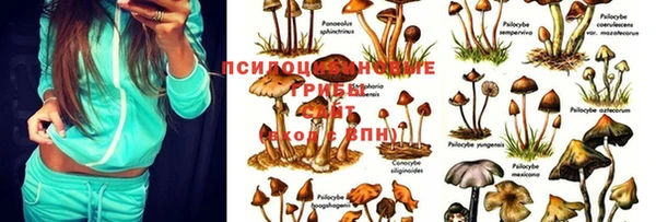 ПСИЛОЦИБИНОВЫЕ ГРИБЫ Наволоки